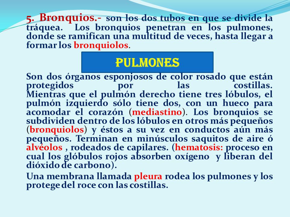 5. Bronquios. - son los dos tubos en que se divide la tráquea