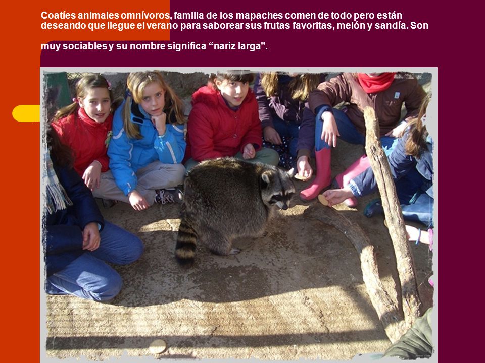 Coatíes animales omnívoros, familia de los mapaches comen de todo pero están deseando que llegue el verano para saborear sus frutas favoritas, melón y sandía.