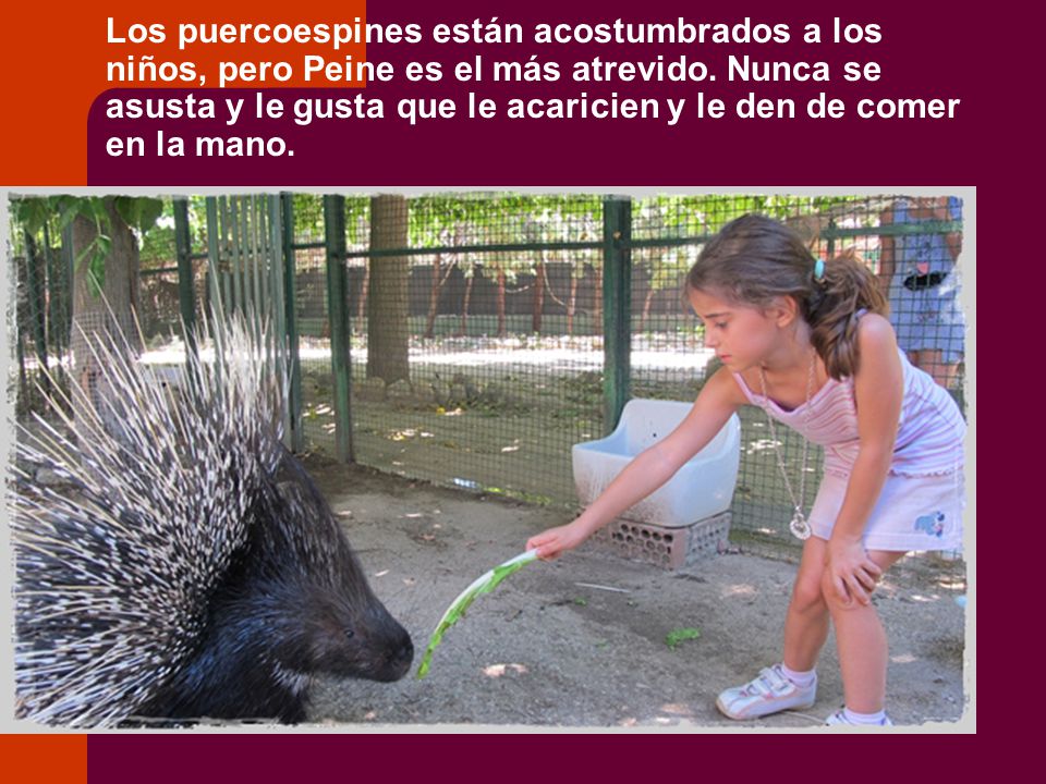 Los puercoespines están acostumbrados a los niños, pero Peine es el más atrevido.