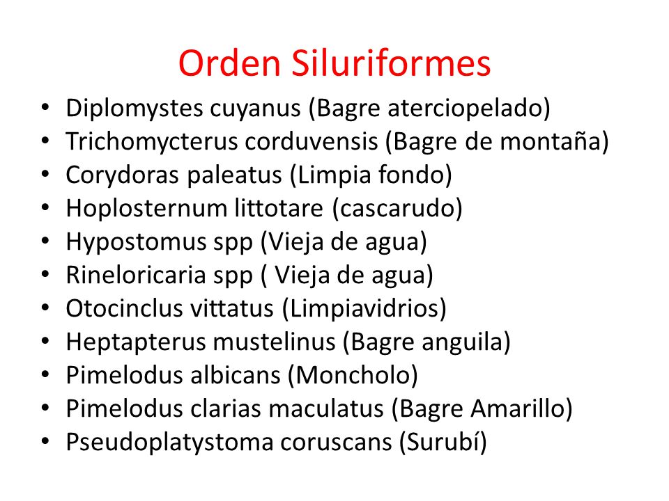 Orden Siluriformes Diplomystes cuyanus (Bagre aterciopelado)