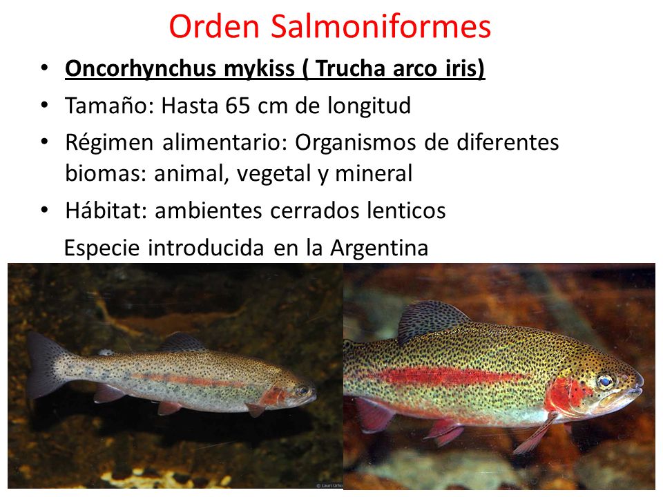Orden Salmoniformes Oncorhynchus mykiss ( Trucha arco iris)
