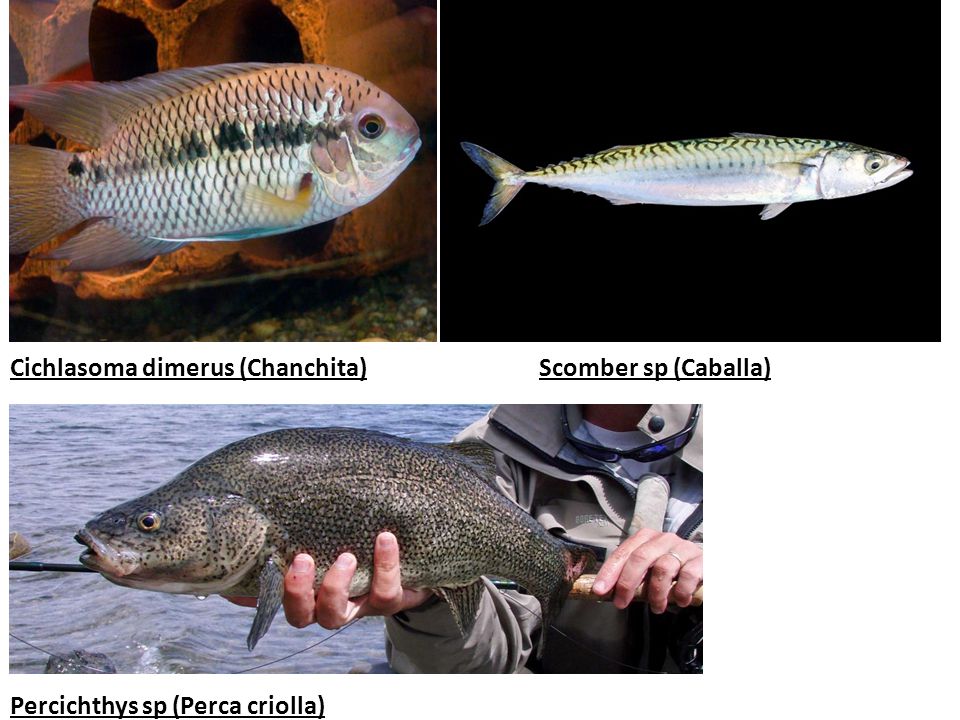 Cichlasoma dimerus (Chanchita) Scomber sp (Caballa) Percichthys sp (Perca criolla)