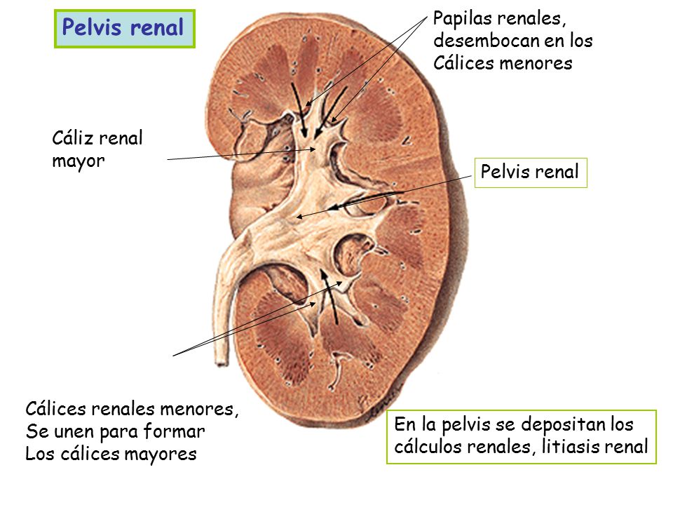 Pelvis renal Papilas renales, desembocan en los Cálices menores
