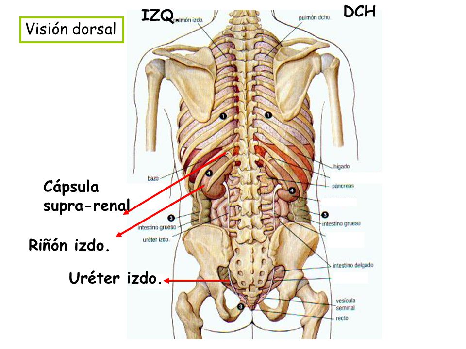 DCH IZQ. Visión dorsal Cápsula supra-renal Riñón izdo. Uréter izdo.