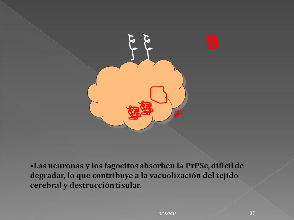 Las neuronas y los fagocitos absorben la PrPSc, difícil de degradar, lo que contribuye a la vacuolización del tejido cerebral y destrucción tisular.