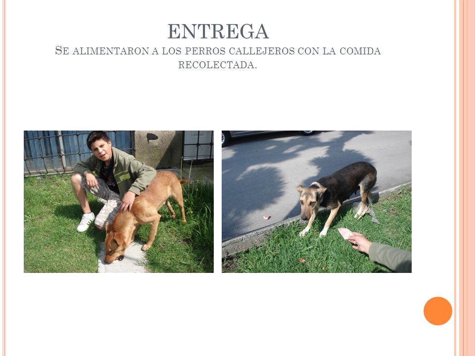 ENTREGA Se alimentaron a los perros callejeros con la comida recolectada.