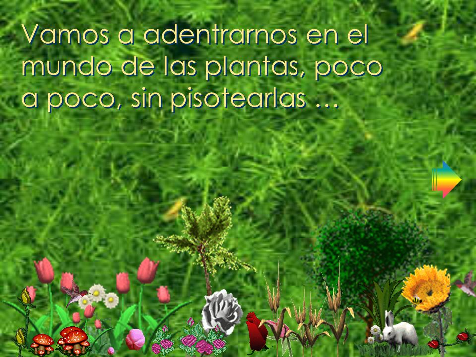 Vamos a adentrarnos en el mundo de las plantas, poco a poco, sin pisotearlas …