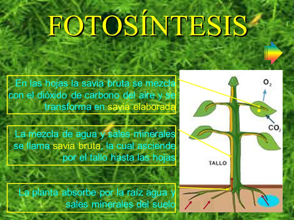 FOTOSÍNTESIS En las hojas la savia bruta se mezcla con el dióxido de carbono del aire y se transforma en savia elaborada.