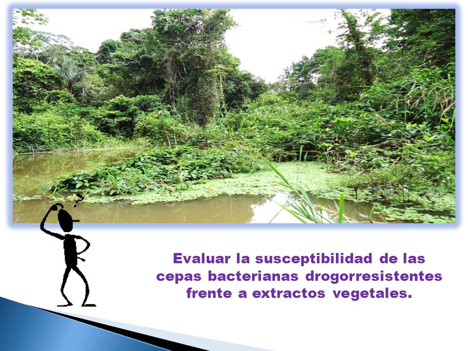 Evaluar la susceptibilidad de las cepas bacterianas drogorresistentes frente a extractos vegetales.