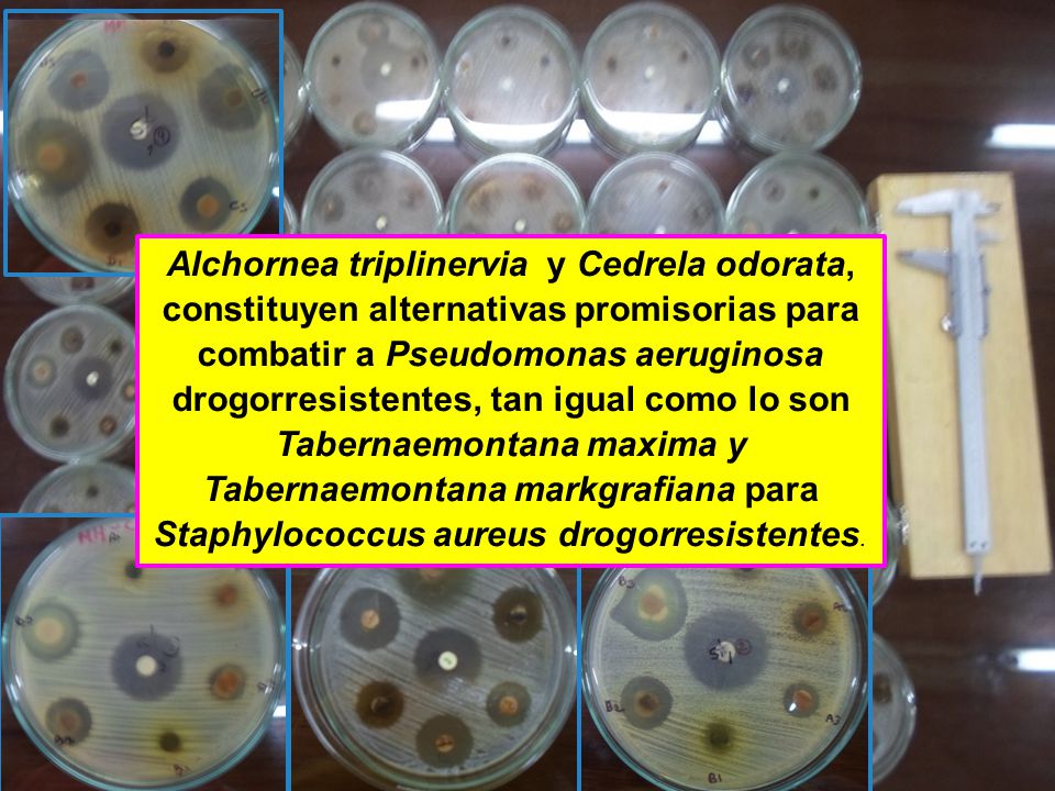 Alchornea triplinervia y Cedrela odorata, constituyen alternativas promisorias para combatir a Pseudomonas aeruginosa drogorresistentes, tan igual como lo son Tabernaemontana maxima y Tabernaemontana markgrafiana para Staphylococcus aureus drogorresistentes.