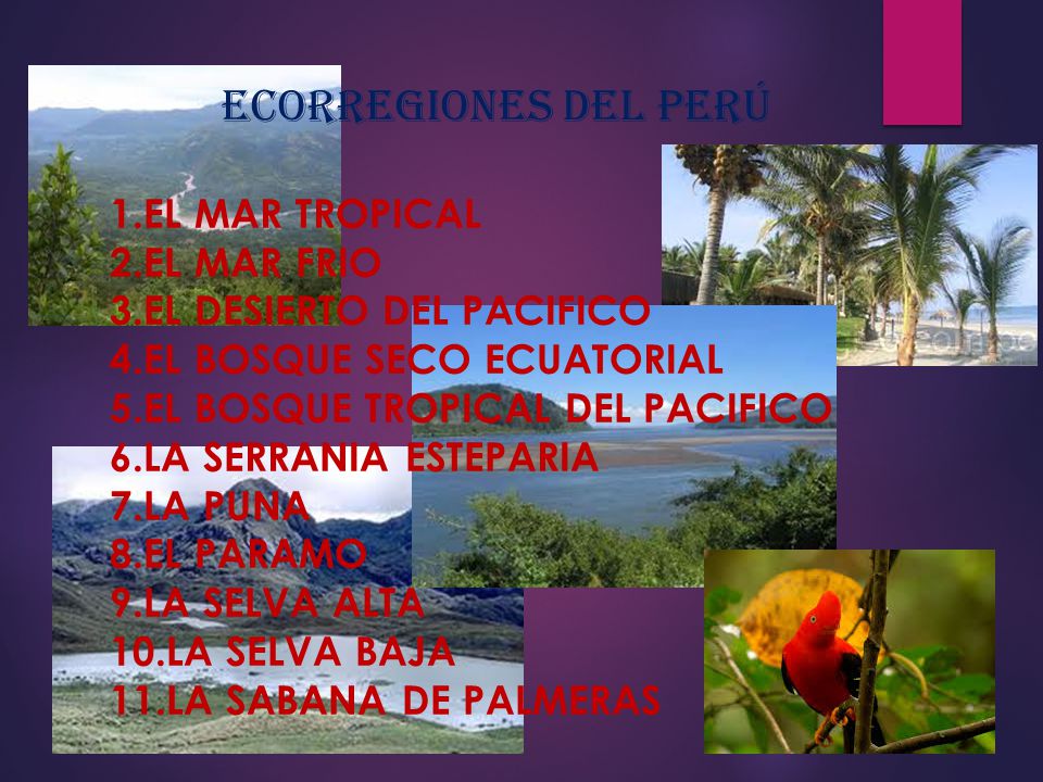 ECORREGIONES DEL Perú 1. EL MAR TROPICAL 2. EL MAR FRIO 3