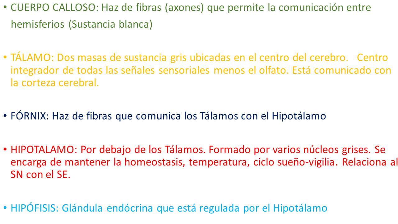 CUERPO CALLOSO: Haz de fibras (axones) que permite la comunicación entre