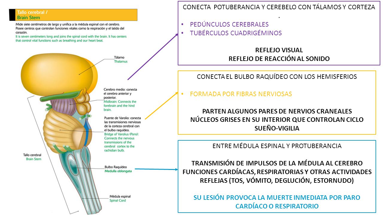 CONECTA POTUBERANCIA Y CEREBELO CON TÁLAMOS Y CORTEZA .