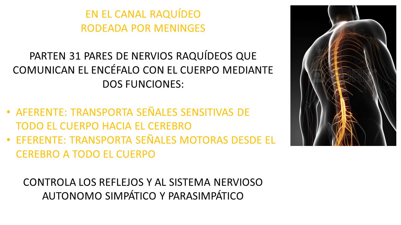 EN EL CANAL RAQUÍDEO RODEADA POR MENINGES. PARTEN 31 PARES DE NERVIOS RAQUÍDEOS QUE COMUNICAN EL ENCÉFALO CON EL CUERPO MEDIANTE DOS FUNCIONES: