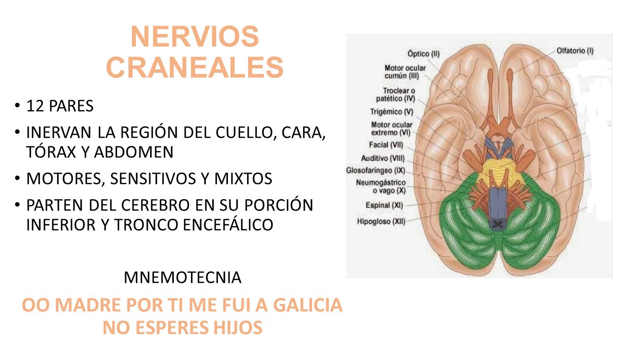 OO MADRE POR TI ME FUI A GALICIA NO ESPERES HIJOS
