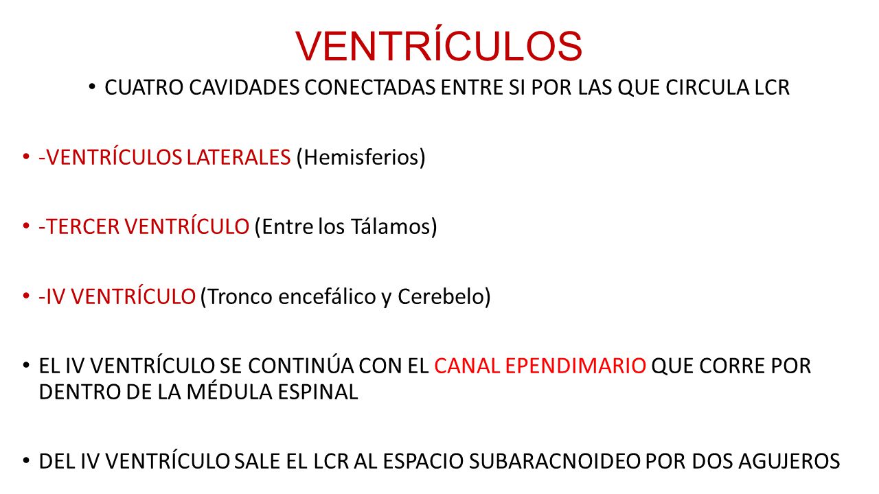 CUATRO CAVIDADES CONECTADAS ENTRE SI POR LAS QUE CIRCULA LCR