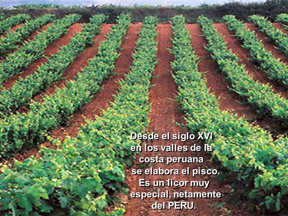 Desde el siglo XVI en los valles de la. costa peruana. se elabora el pisco. Es un licor muy. especial, netamente.