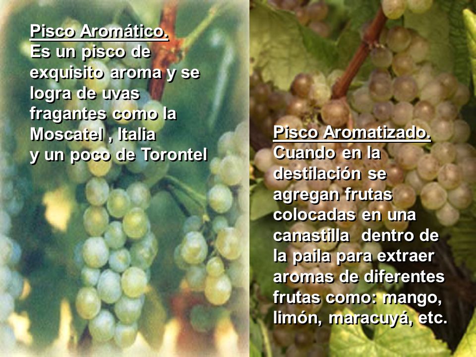 Pisco Aromático. Es un pisco de exquisito aroma y se logra de uvas. fragantes como la Moscatel , Italia.