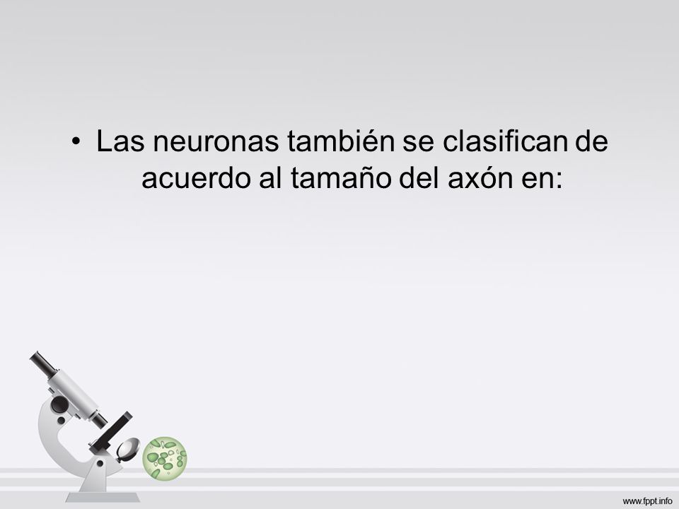 Las neuronas también se clasifican de acuerdo al tamaño del axón en: