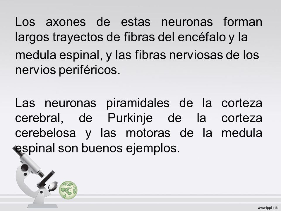 Los axones de estas neuronas forman largos trayectos de fibras del encéfalo y la medula espinal, y las fibras nerviosas de los nervios periféricos.