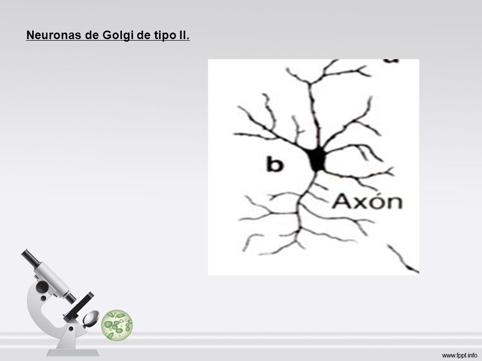 Neuronas de Golgi de tipo II.