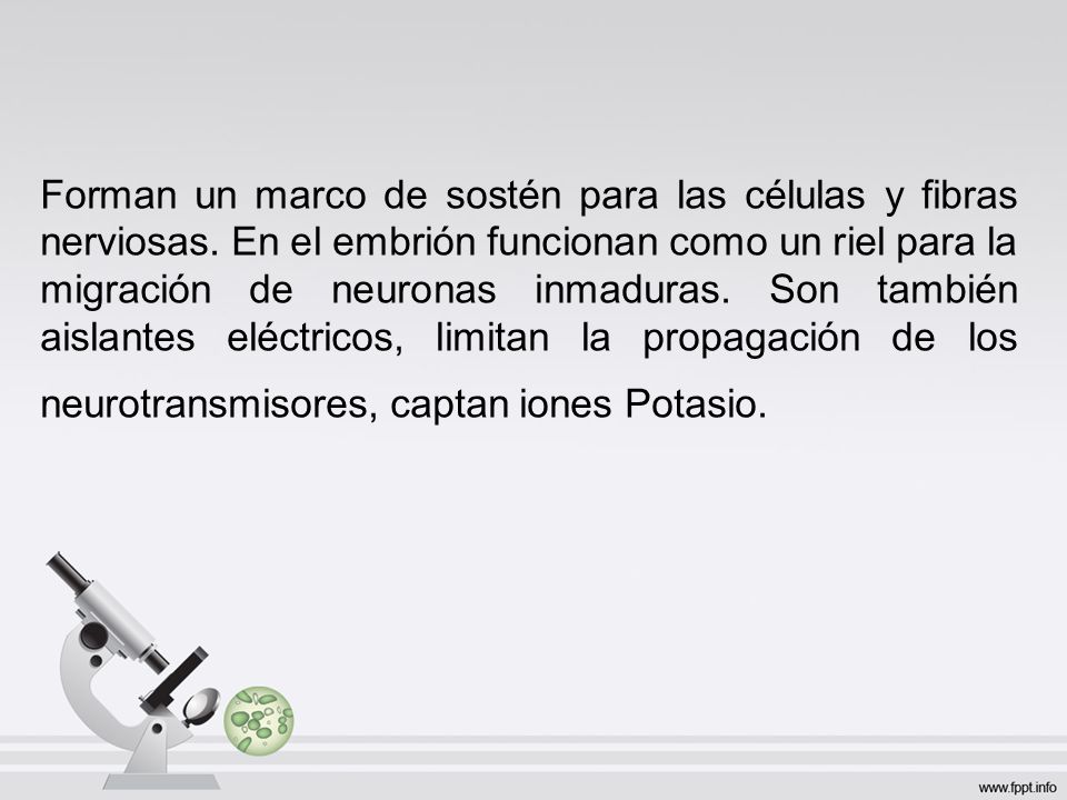 Forman un marco de sostén para las células y fibras nerviosas