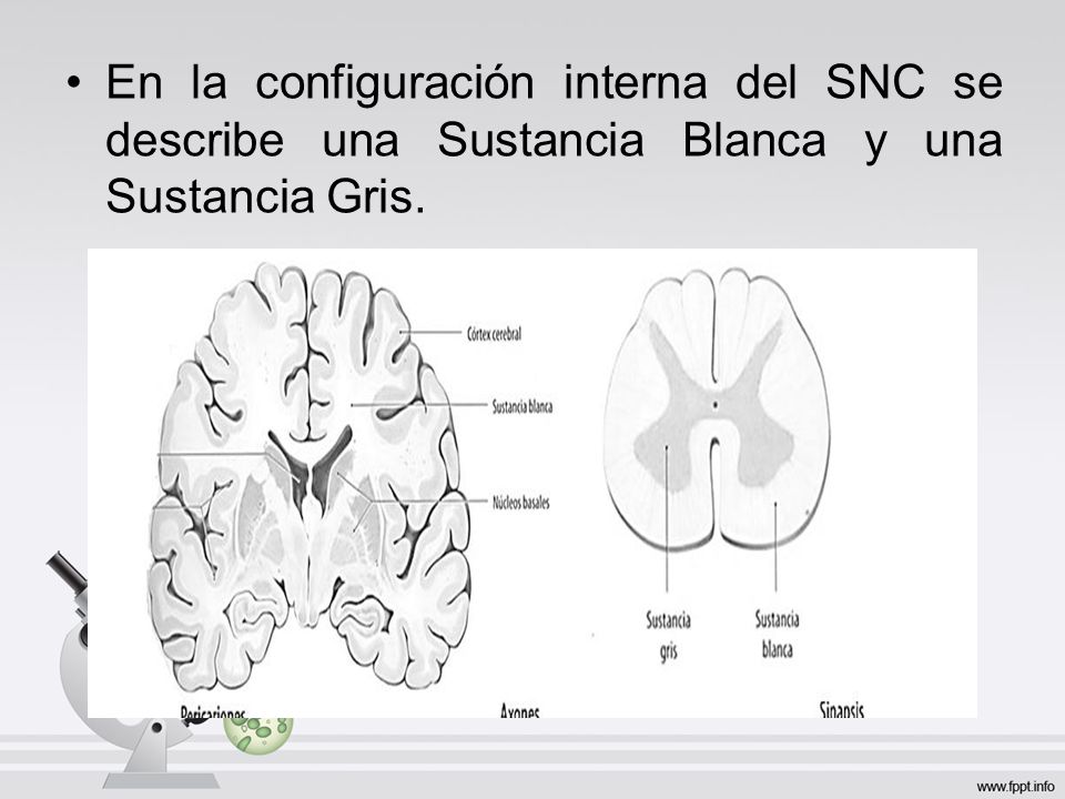 En la configuración interna del SNC se describe una Sustancia Blanca y una Sustancia Gris.