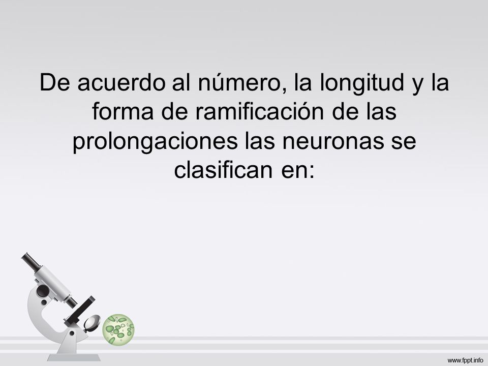 De acuerdo al número, la longitud y la forma de ramificación de las prolongaciones las neuronas se clasifican en: