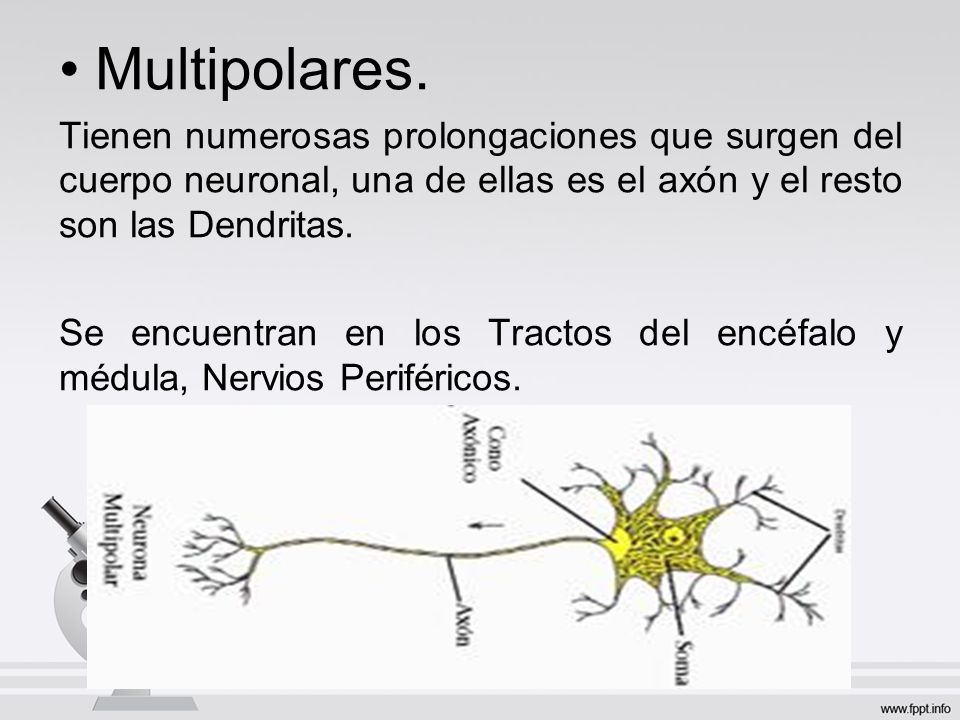 Multipolares. Tienen numerosas prolongaciones que surgen del cuerpo neuronal, una de ellas es el axón y el resto son las Dendritas.