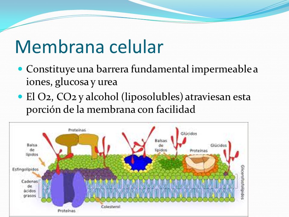 Membrana celular Constituye una barrera fundamental impermeable a iones, glucosa y urea.