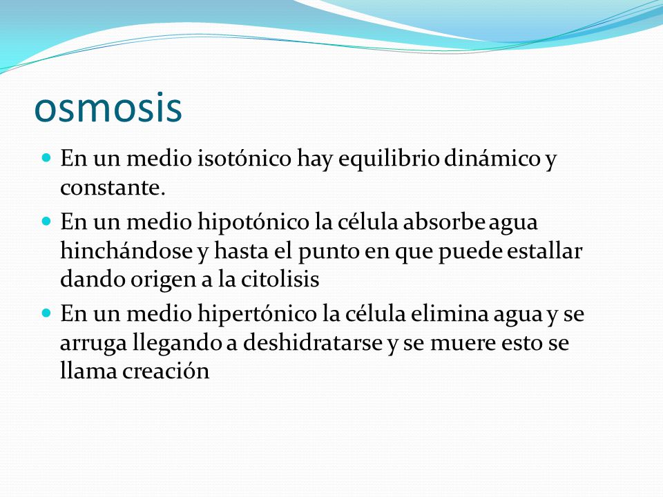 osmosis En un medio isotónico hay equilibrio dinámico y constante.