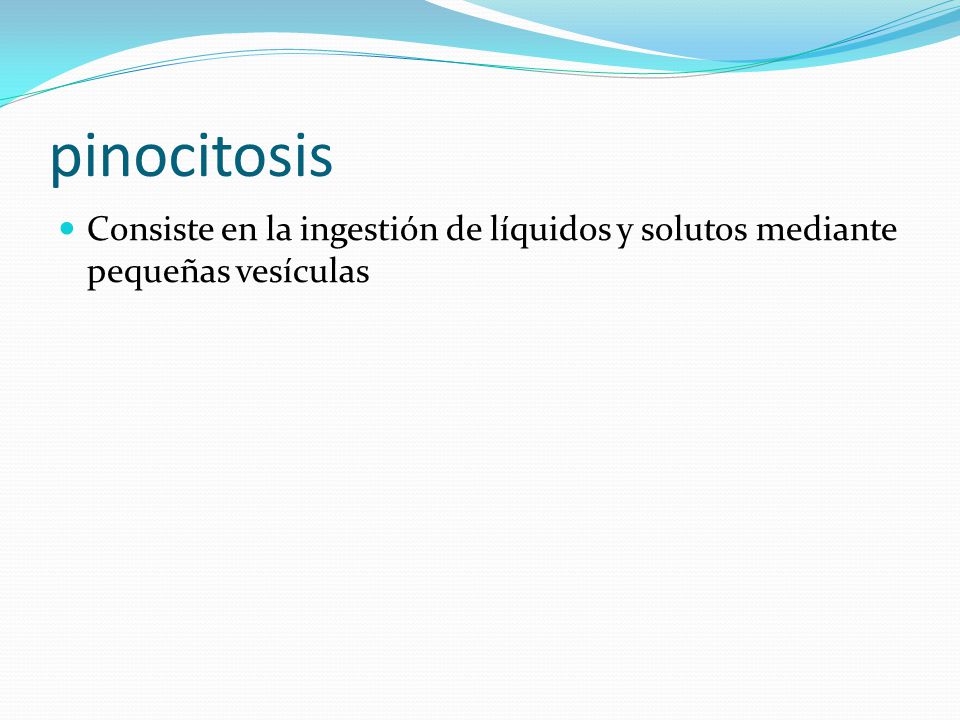 pinocitosis Consiste en la ingestión de líquidos y solutos mediante pequeñas vesículas