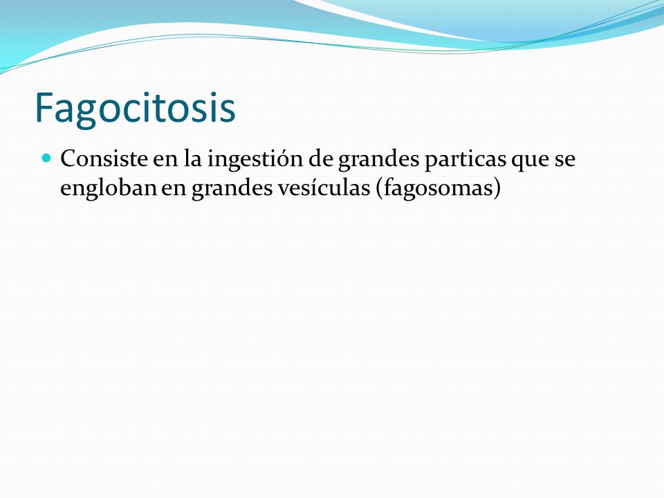 Fagocitosis Consiste en la ingestión de grandes particas que se engloban en grandes vesículas (fagosomas)