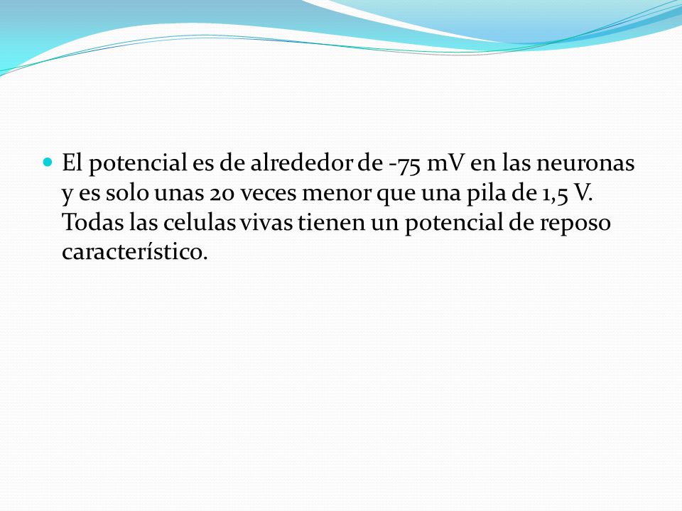El potencial es de alrededor de -75 mV en las neuronas y es solo unas 20 veces menor que una pila de 1,5 V.