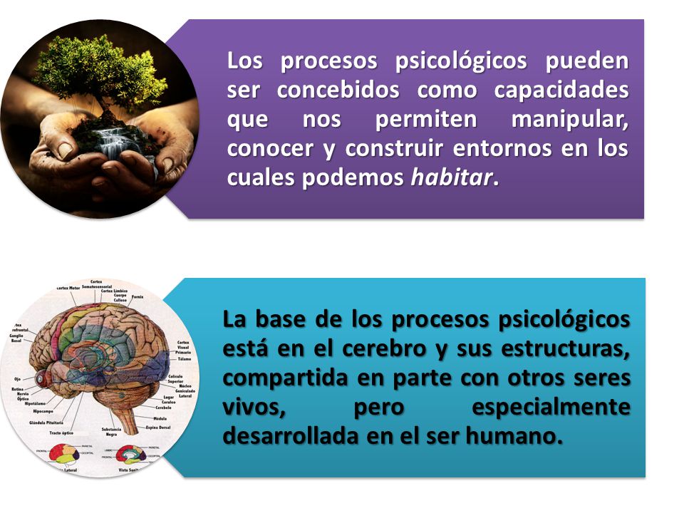 Los procesos psicológicos pueden ser concebidos como capacidades que nos permiten manipular, conocer y construir entornos en los cuales podemos habitar.