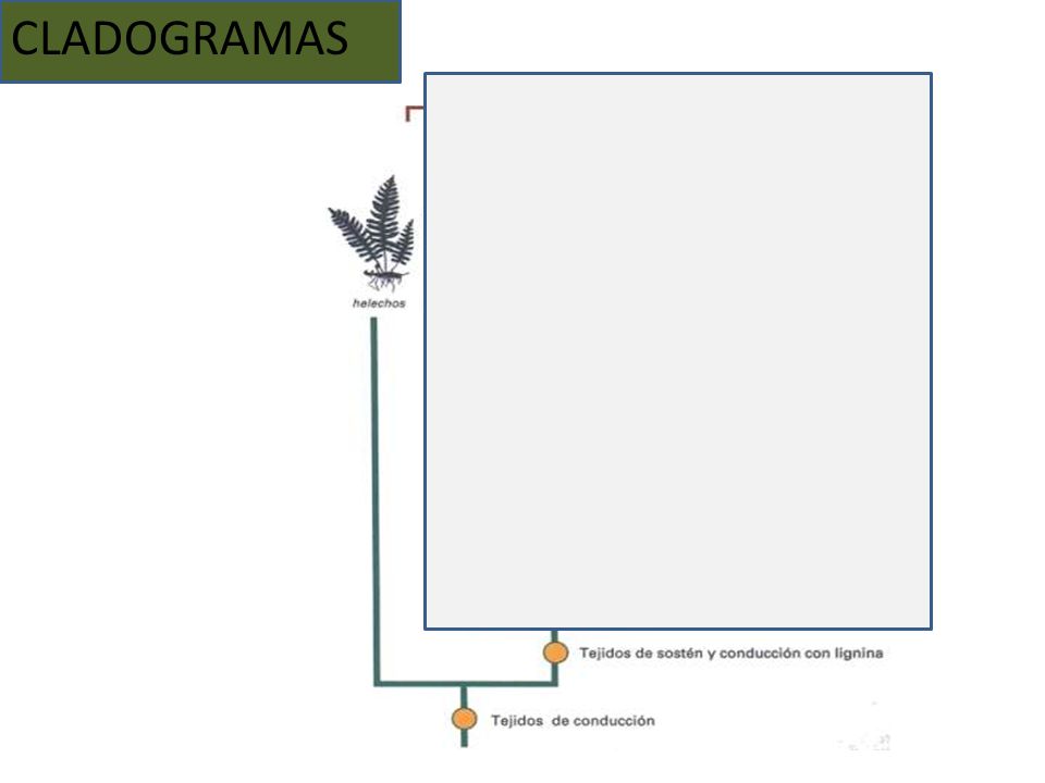 CLADOGRAMAS