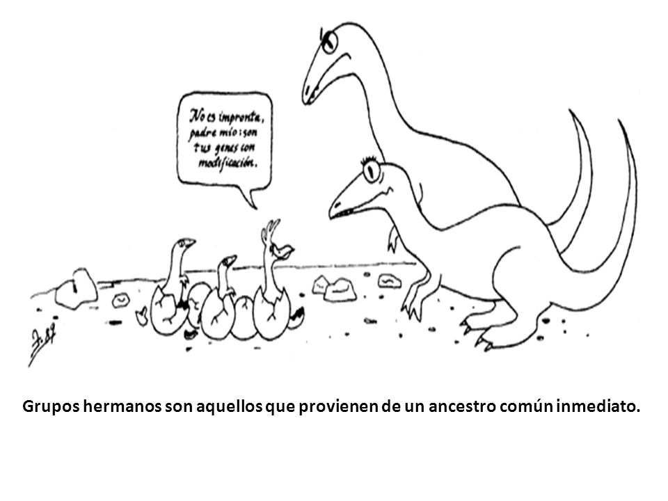 Grupos hermanos son aquellos que provienen de un ancestro común inmediato.