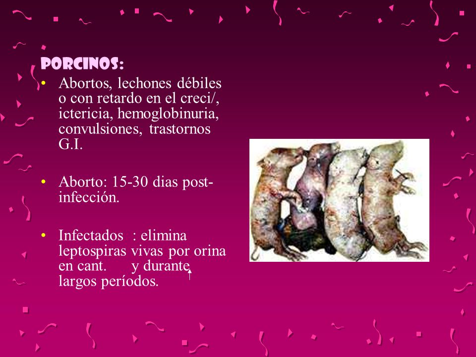 PORCINOS: Abortos, lechones débiles o con retardo en el creci/, ictericia, hemoglobinuria, convulsiones, trastornos G.I.