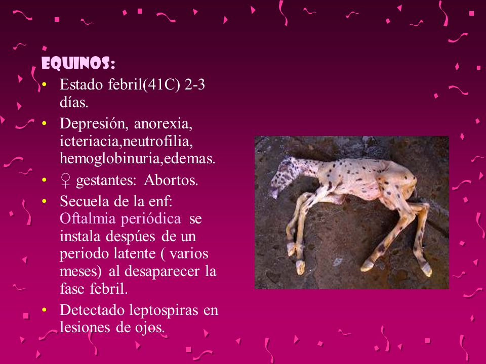 EQUINOS: Estado febril(41C) 2-3 días. Depresión, anorexia, icteriacia,neutrofilia, hemoglobinuria,edemas.