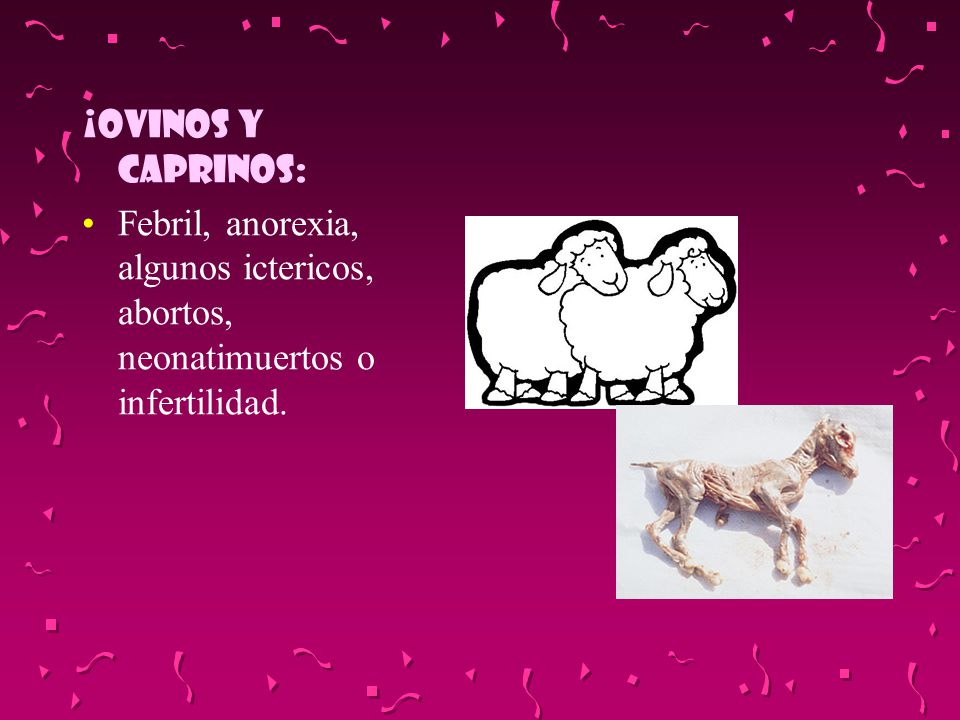 ¡OVINOS Y CAPRINOS: Febril, anorexia, algunos ictericos, abortos, neonatimuertos o infertilidad.