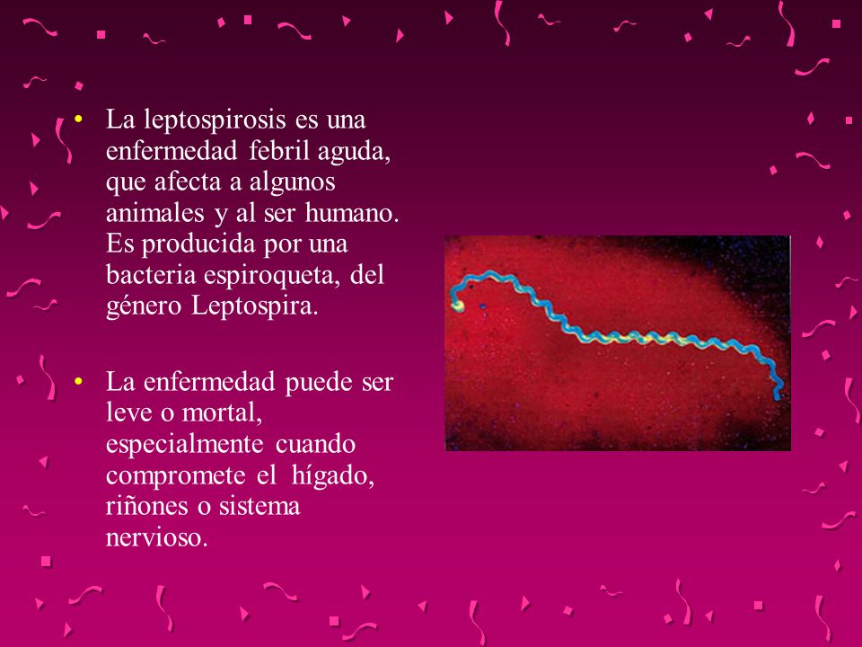 La leptospirosis es una enfermedad febril aguda, que afecta a algunos animales y al ser humano. Es producida por una bacteria espiroqueta, del género Leptospira.