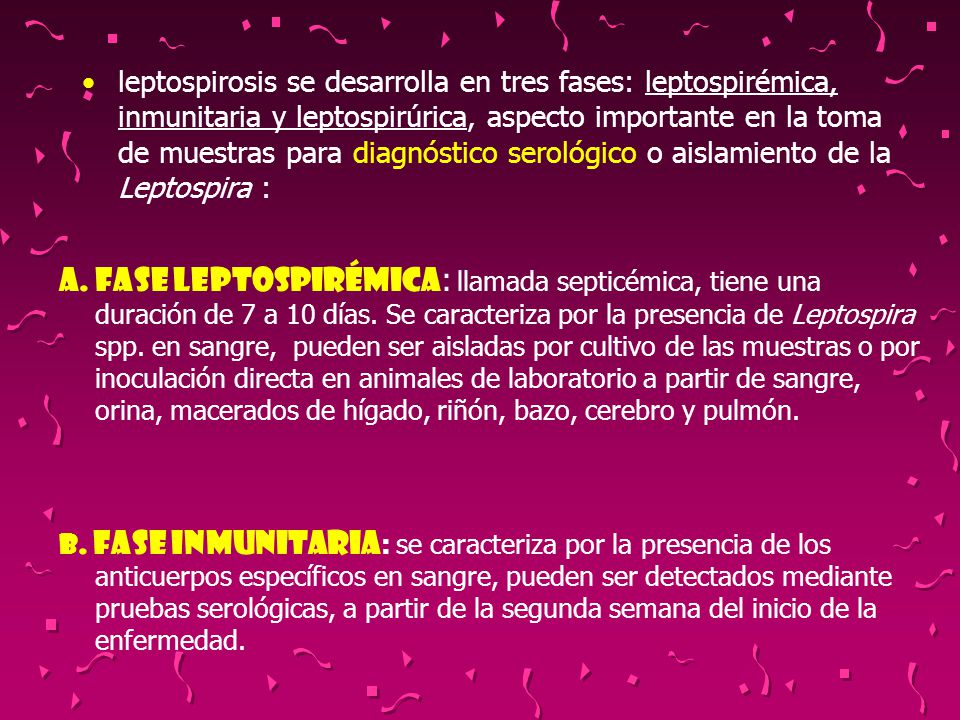leptospirosis se desarrolla en tres fases: leptospirémica, inmunitaria y leptospirúrica, aspecto importante en la toma de muestras para diagnóstico serológico o aislamiento de la Leptospira :