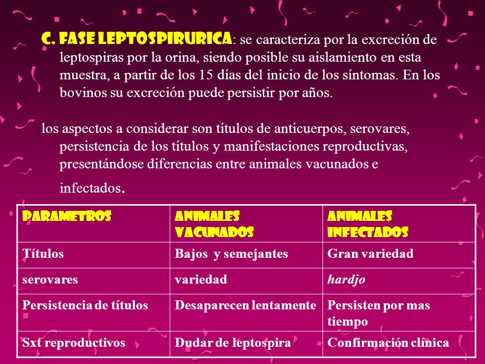 C. FASE LEPTOSPIRURICA: se caracteriza por la excreción de leptospiras por la orina, siendo posible su aislamiento en esta muestra, a partir de los 15 días del inicio de los síntomas. En los bovinos su excreción puede persistir por años.