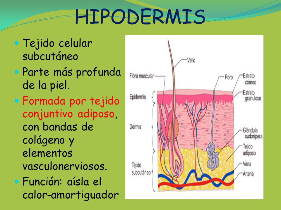 HIPODERMIS Tejido celular subcutáneo Parte más profunda de la piel.