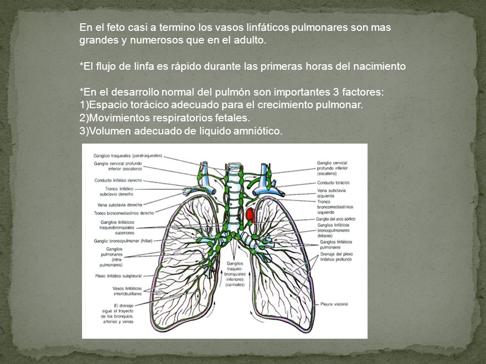 En el feto casi a termino los vasos linfáticos pulmonares son mas grandes y numerosos que en el adulto.