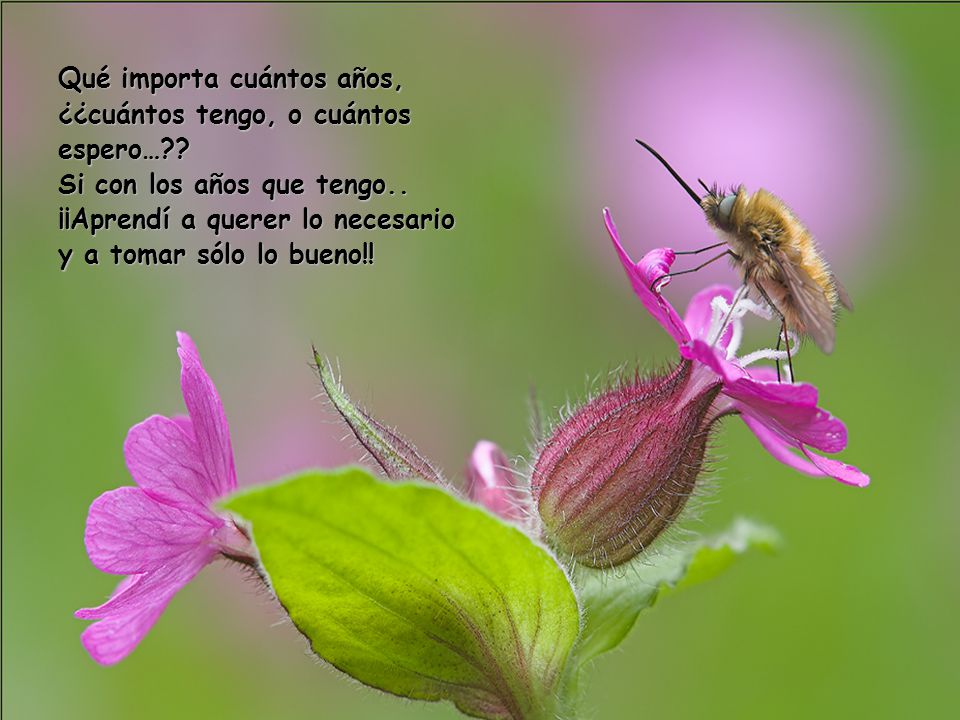 Qué importa cuántos años, ¿¿cuántos tengo, o cuántos espero…