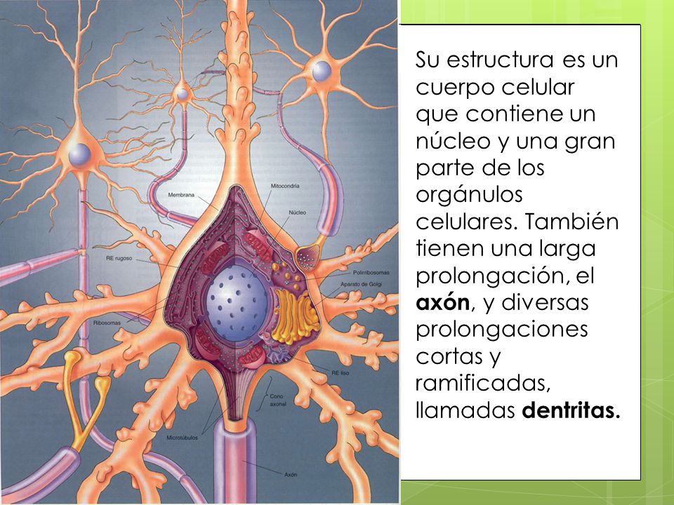 Su estructura es un cuerpo celular que contiene un núcleo y una gran parte de los orgánulos celulares.