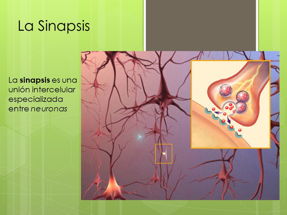 La Sinapsis La sinapsis es una unión intercelular especializada entre neuronas