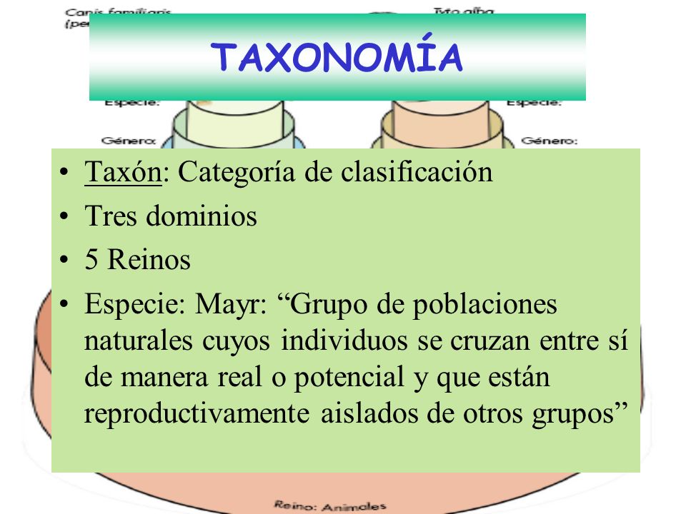 TAXONOMÍA Taxón: Categoría de clasificación Tres dominios 5 Reinos