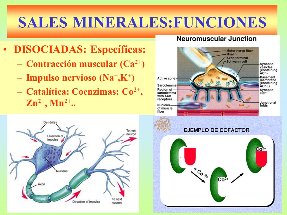 SALES MINERALES:FUNCIONES